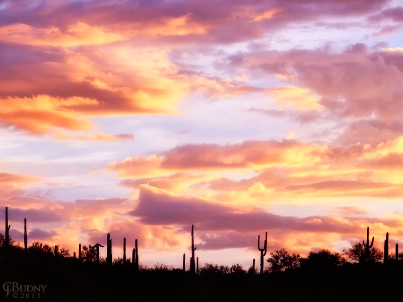 Cactus Sunrise