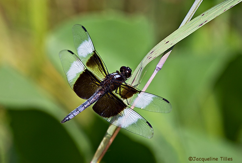 Widow Skimmer 