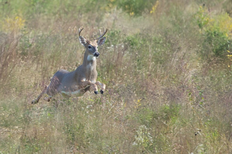 Eight Pointer Flying in Valley Forge Today