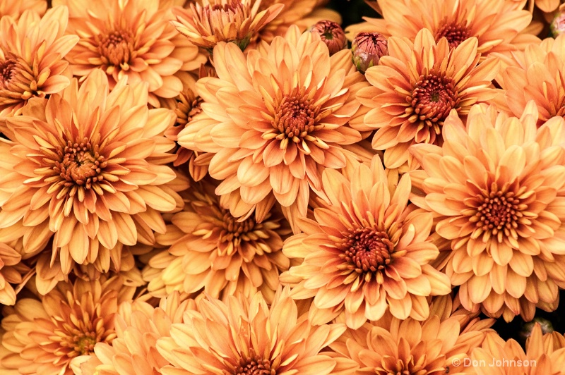 Massed Mums