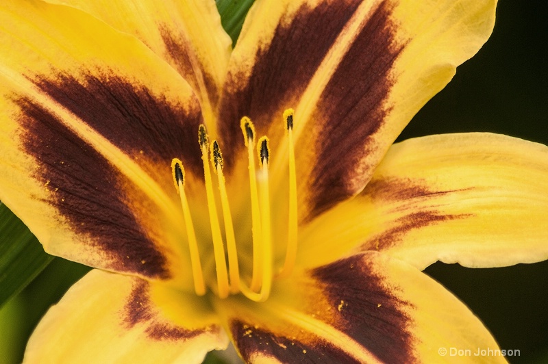 Lilipons Tiger Lily