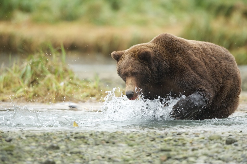 Bear Eyes Salmon Fin While Fishing