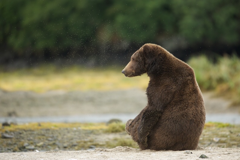 Bear in Yoga Pose with Lots of No See Ums