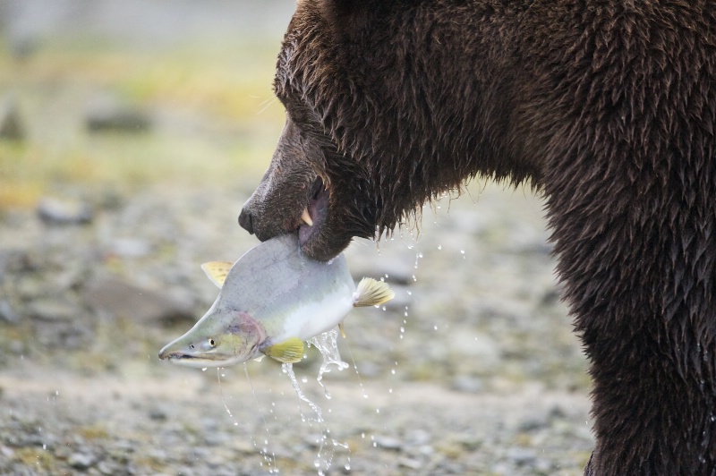 Salmon with Bear