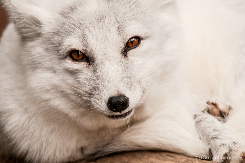 MD Arctic Fox