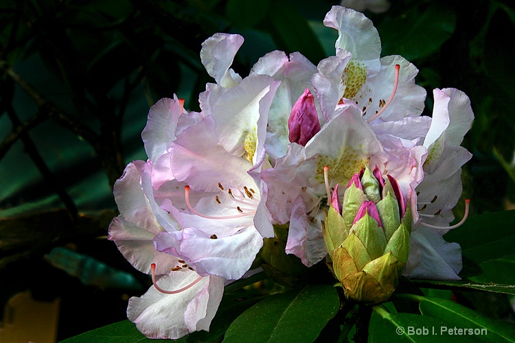 rhododendron, bud and new bud.
