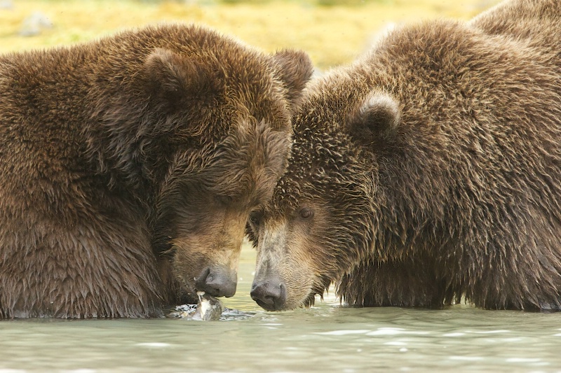 Mom, I Want That Fish