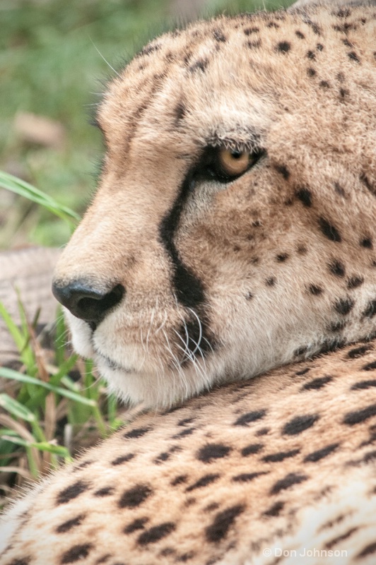MD Cheetah
