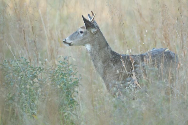 Little Buck Looking For Love