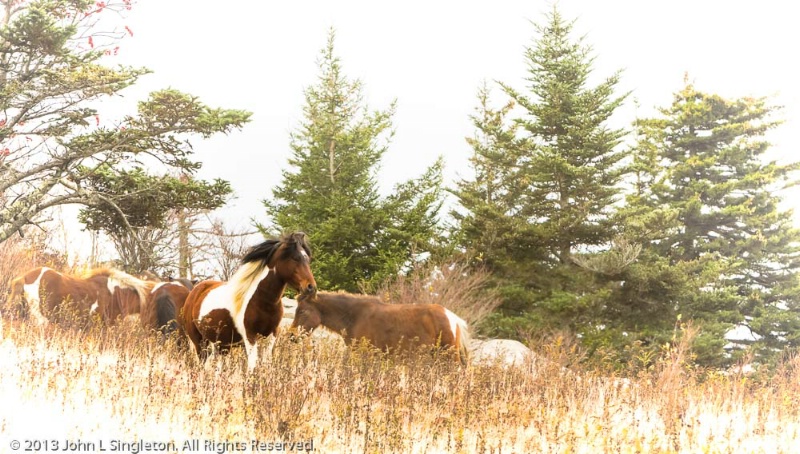 Highlands' Feral Pony