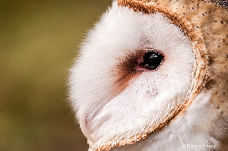 Barn Owl