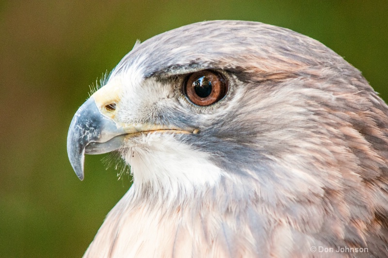 Hawk Profile