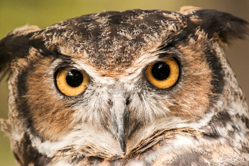 Great Horned Owl