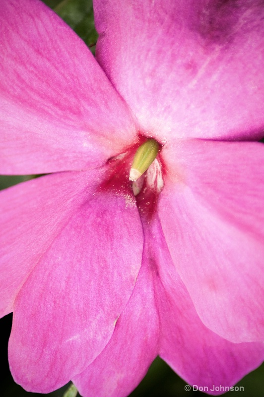 Pink Impatiens