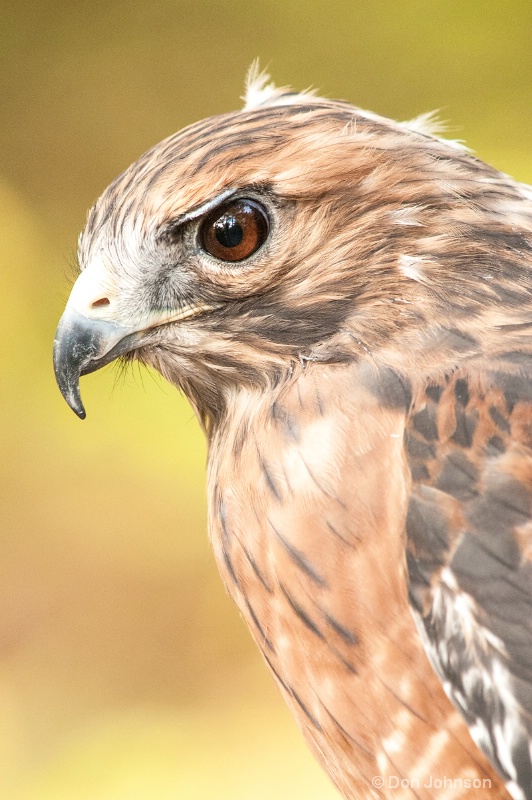 Red Tail Hawk