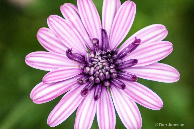 Another Purple Flower