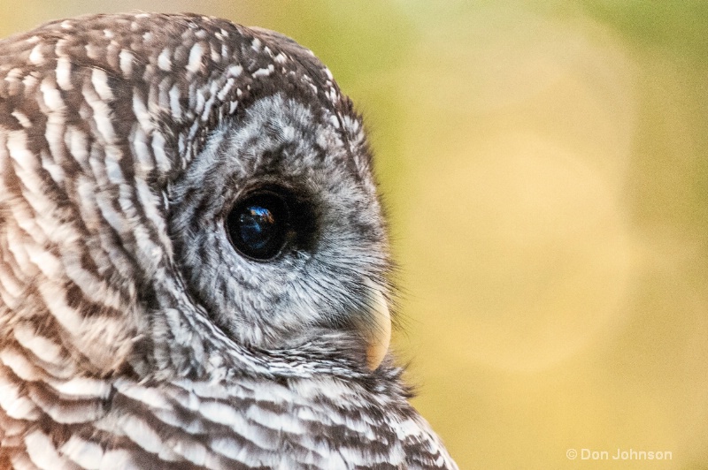 Barred Owl Profile