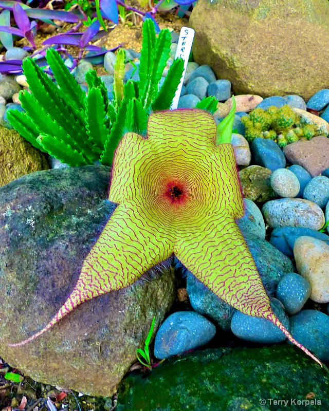 flower from St. Lucia in the caribbean