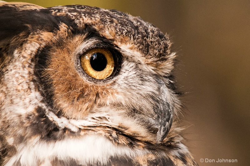 Great Horned Owl Profile