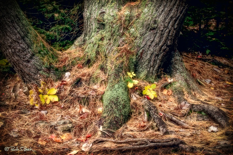 Cape Elizabeth, ME Tree