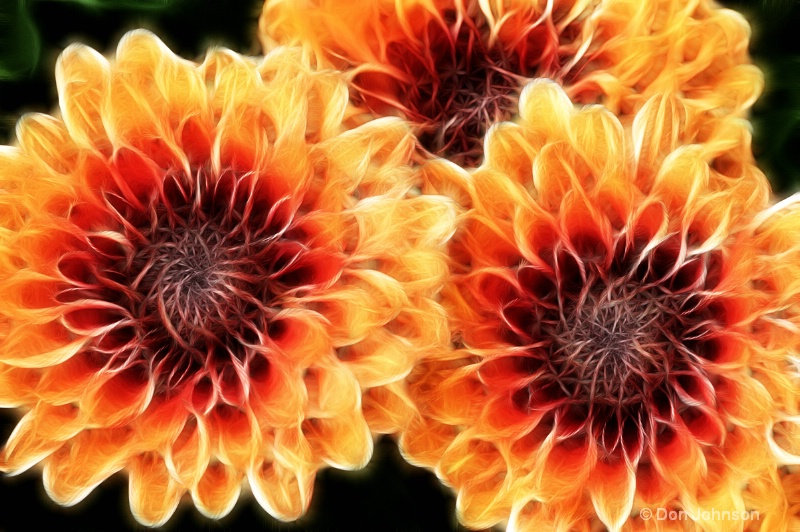 Three range Mums-Fractalius