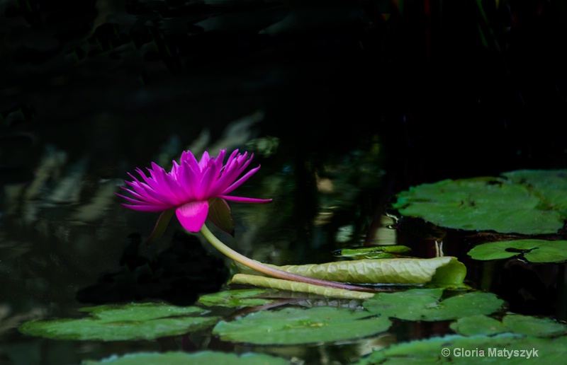 Water Lily at Sunken Gardens, St. Petersburg, FL