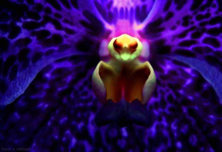 Inside the Purple Vanda
