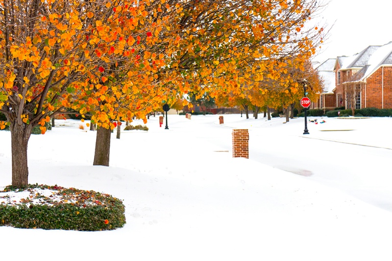 Autumn's Transition to Winter