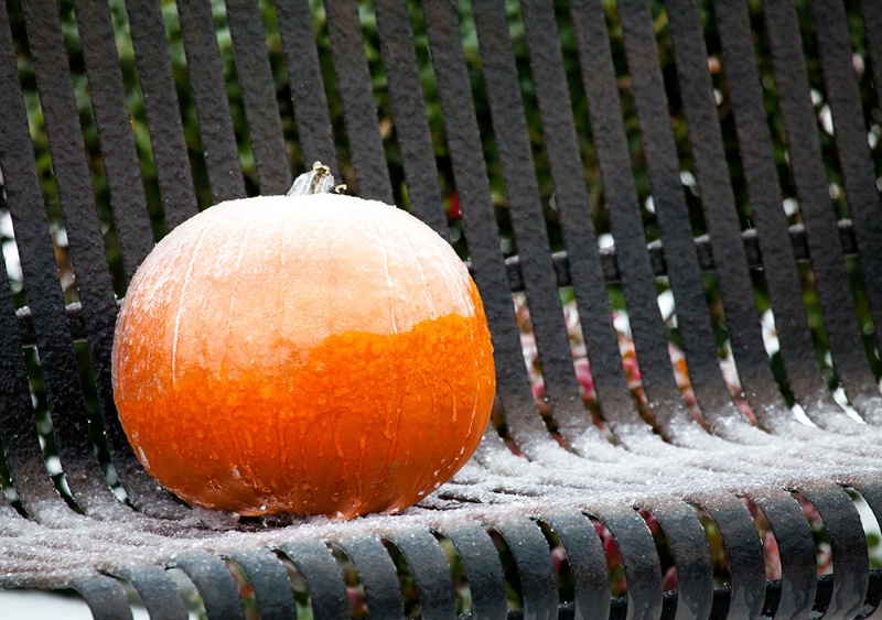 Jack Frost' the Pumpkin