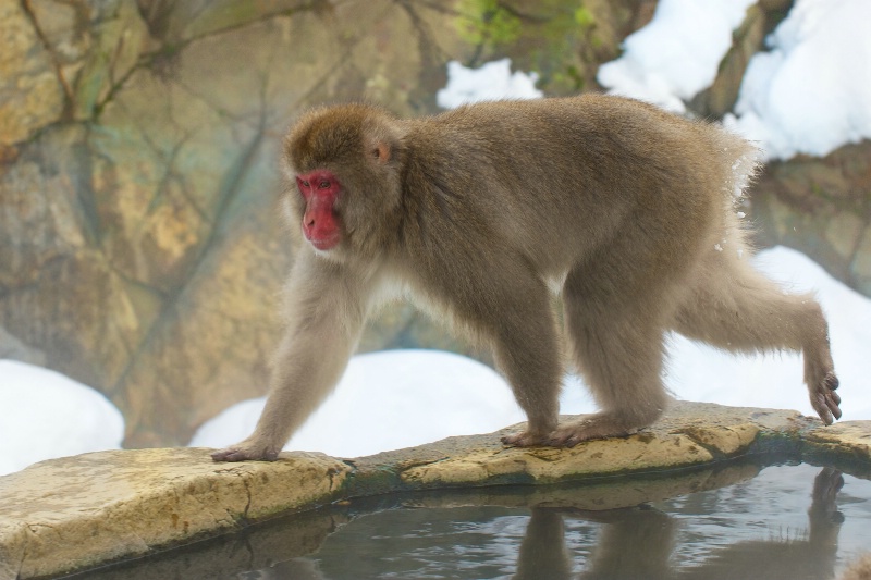 Snow Monkey Walking Around Hot Tub