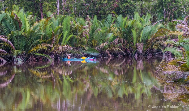 Rainforest Reflections