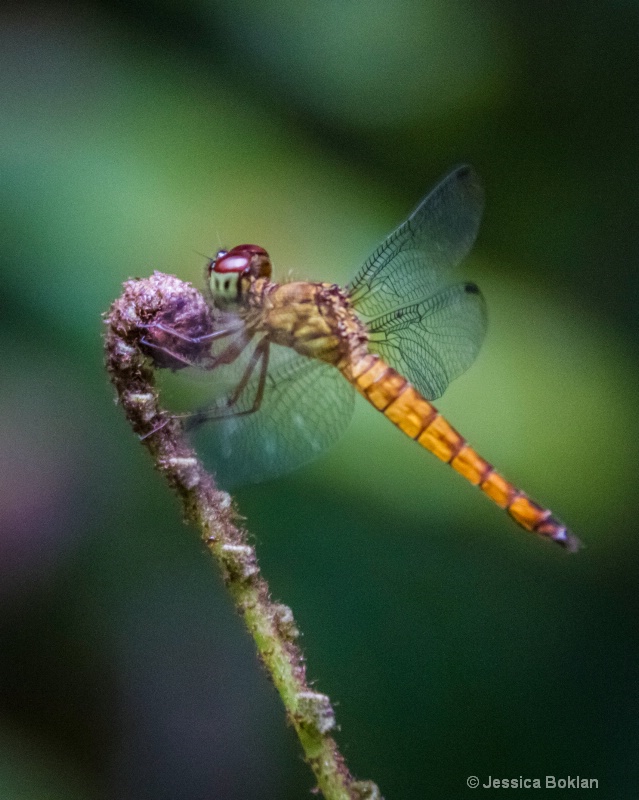 Yellow Dragonfly