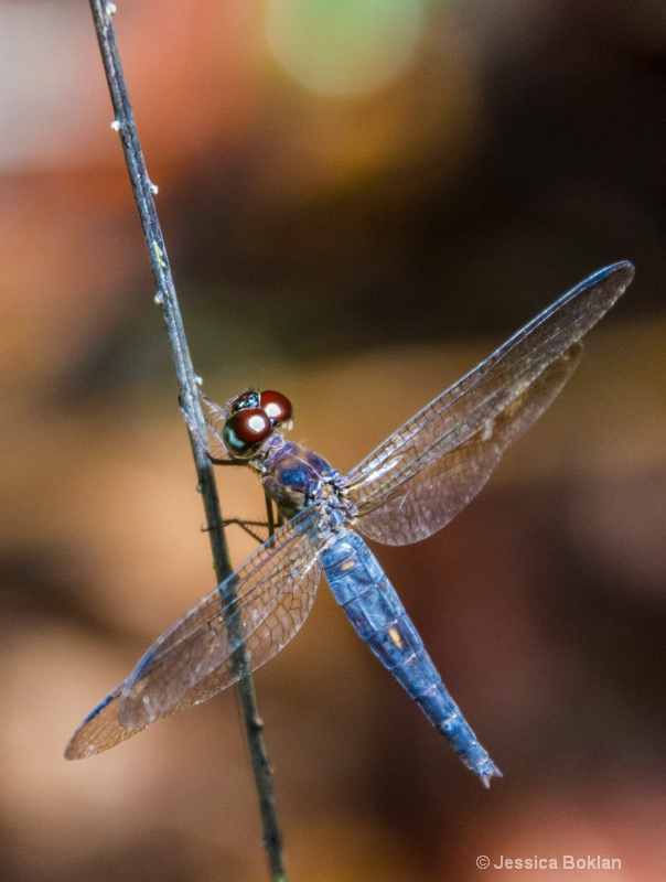 Blue Dragonfly