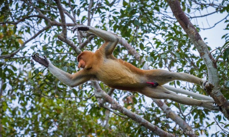 Proboscis Leaping
