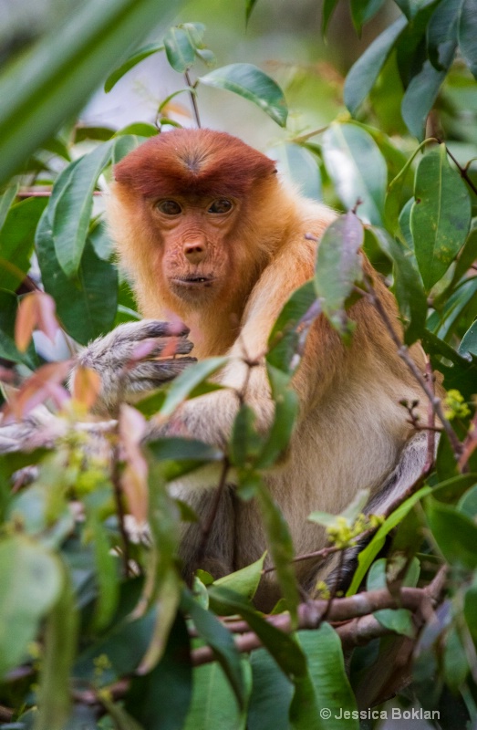 Proboscis Monkey