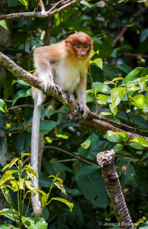 Young Proboscis Monkey