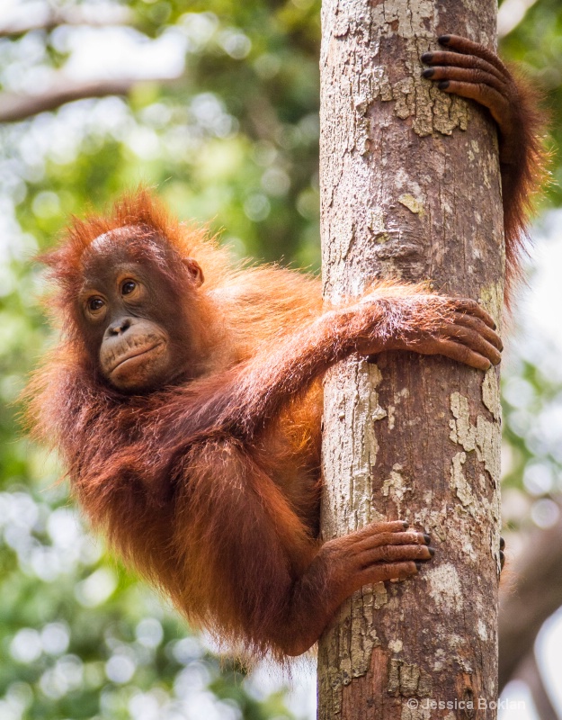 Juvenile Orangutan