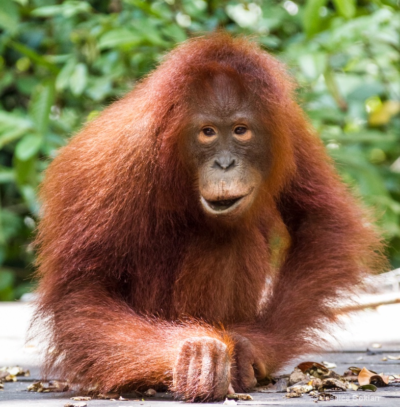 Juvenile Orangutan