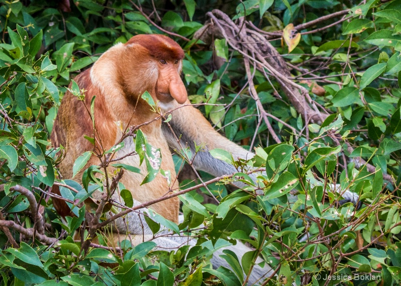 Proboscis Monkey