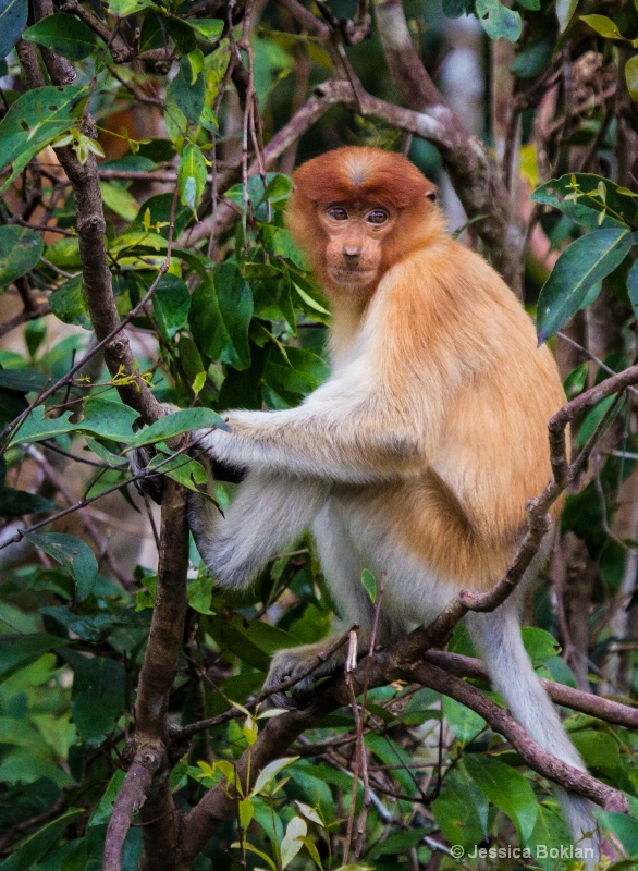 Young Proboscis Monkey