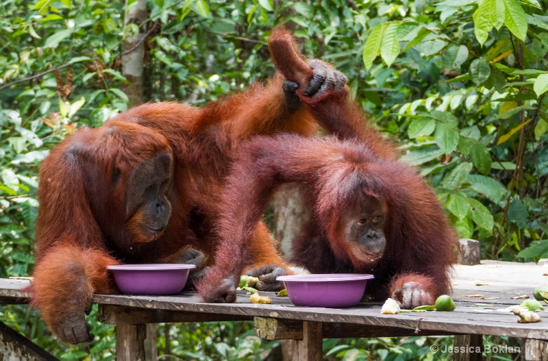 Orangutan Courtship