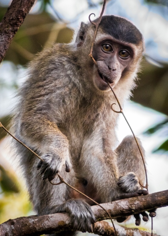 Macaque