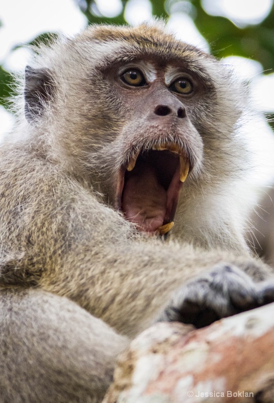 Macaque 