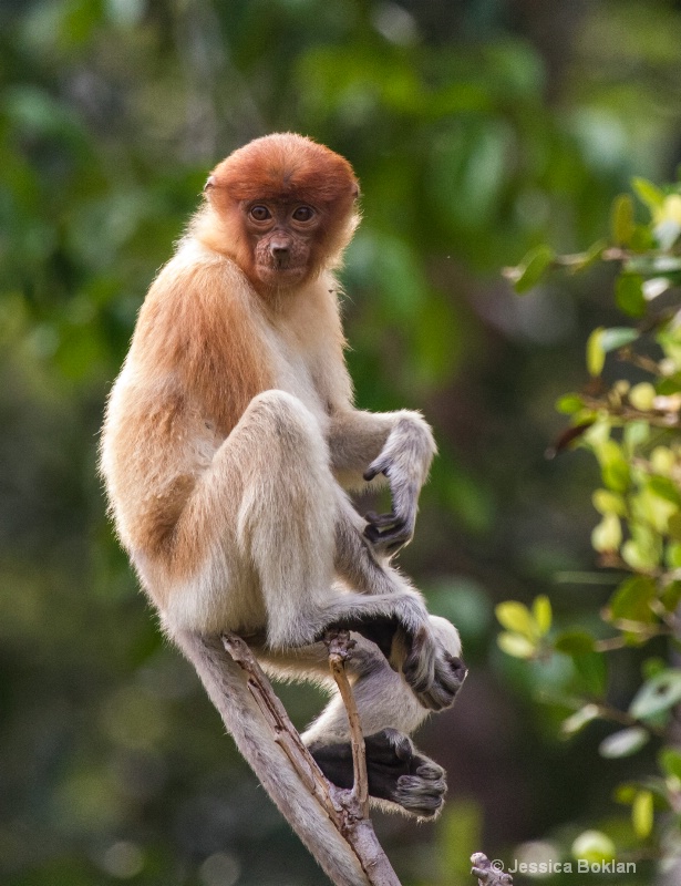 Young Proboscis Monkey