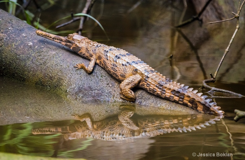 Baby Crocodile