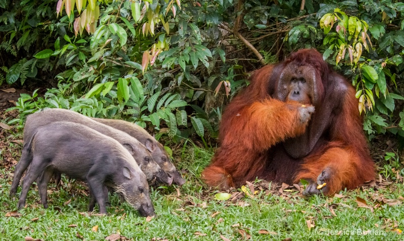 Bearded Pig Invasion