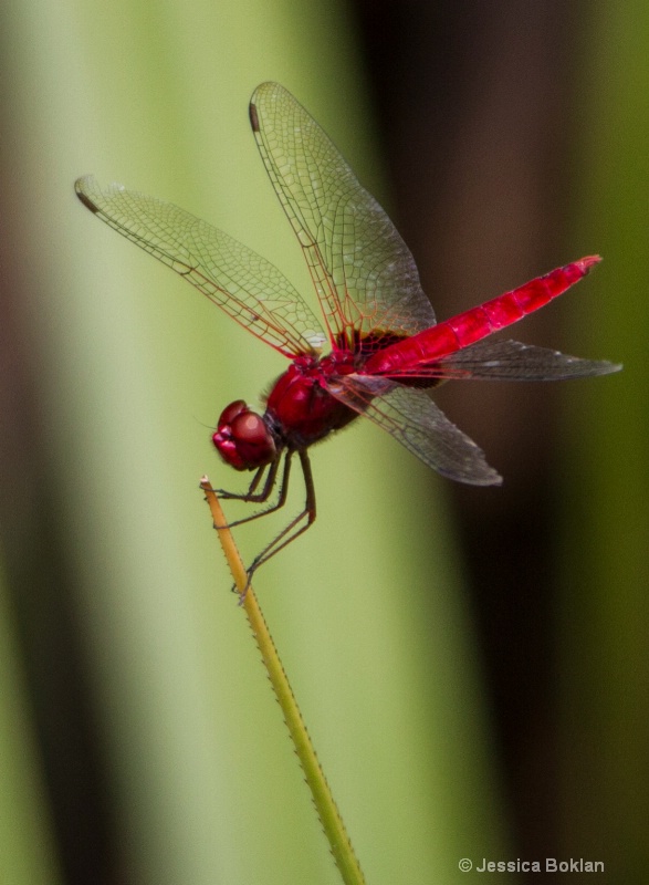 Red Dragonfly