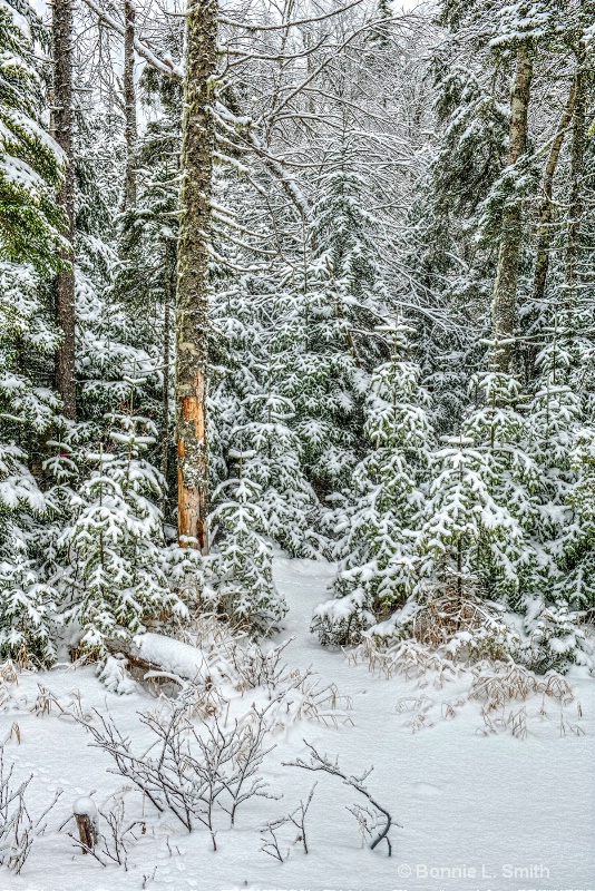 Snowy Branches