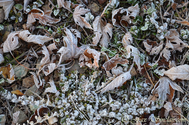 Frozen Leaves  