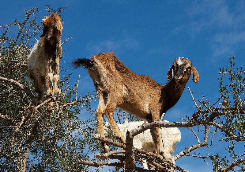Goats on top of a Tree